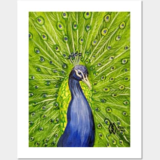 A peacock fanning out his feathers Posters and Art